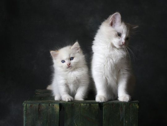 Międzyrzec Podlaski. Przeznaczyli dodatkowe fundusze na sterylizację kotów i psów Międzyrzec Podlaski. Przeznaczyli dodatkowe fundusze na sterylizację kotów i psów