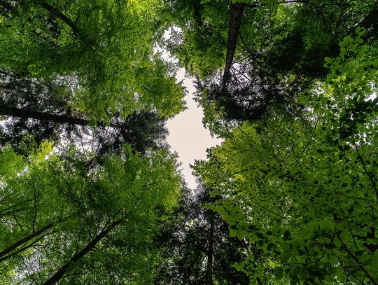 Międzyrzec Podlaski. Dramatyczne chwile w lesie. Pomoc przyszła na czas
