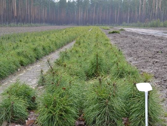 Miliony sadzonek w szkółce leśnej "Stołpno" w Nadleśnictwie Międzyrzec