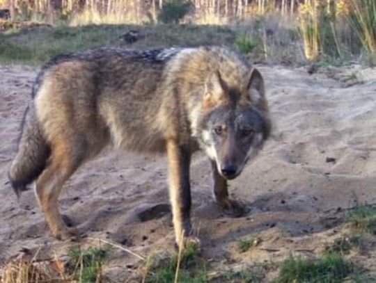 Mity na temat wilków. Obala je Stowarzyszenie "Z szarym za płotem"