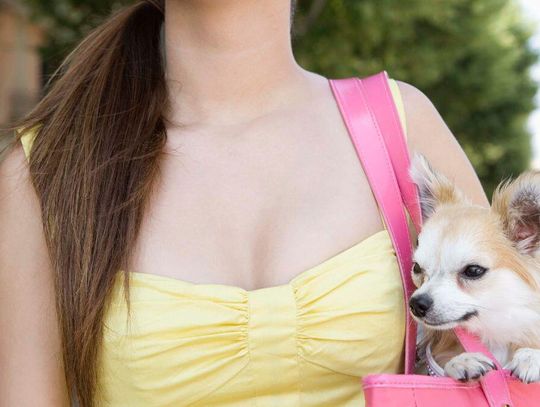 Na wakacje do hotelu z psem