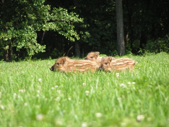 Najwięcej dzików odstrzelono w powiecie bialskim