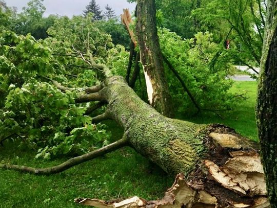 Radzyń Podlaski. Nawałnica powaliła drzewa w parku