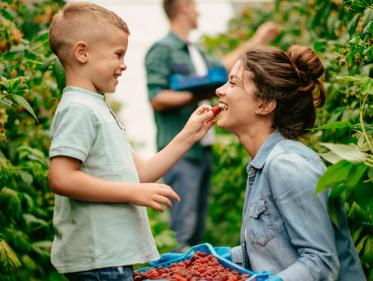 Nie będzie malin? Plantatorzy grożą, że nie będą zbierali owoców