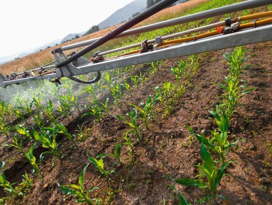 Nie zapomnij o nawożeniu dolistnym