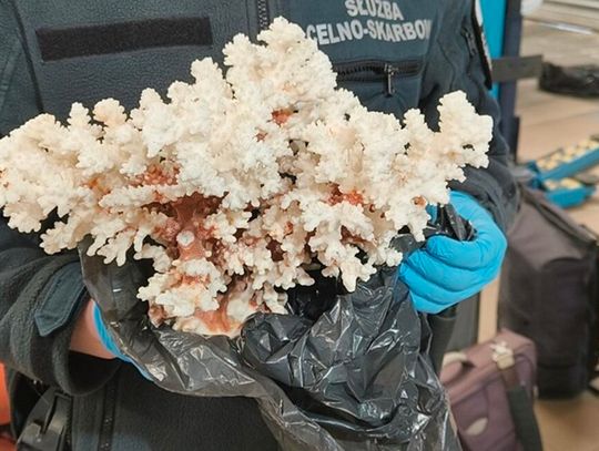 Nielegalna pamiątka z podróży. Koralowiec skonfiskowany na granicy w Terespolu Nielegalna pamiątka z podróży. Koralowiec skonfiskowany na granicy w Terespolu