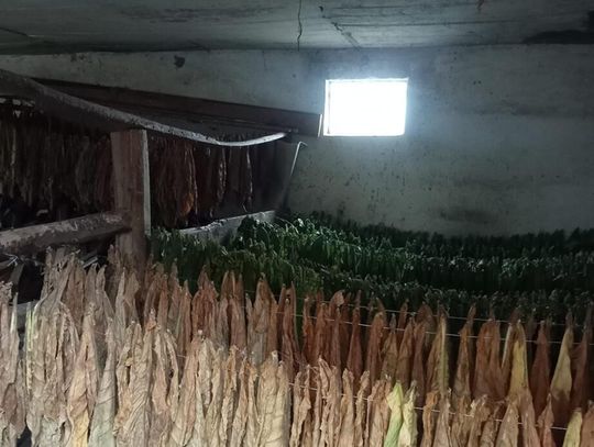 Nielegalna produkcja papierosów w gminie Terespol [ZDJĘCIA]