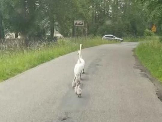 Nietypowa interwencja policjantów. Eskortowali… stado łabędzi