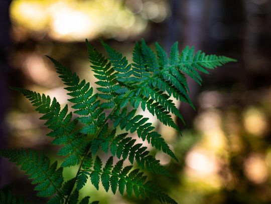 Noc Świętojańska w Porosiukach – energetyczne święto nad Krzną