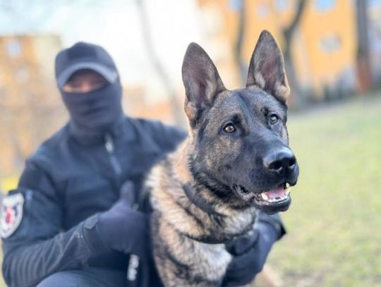 Nowy pies tropiciel w lubelskim garnizonie. Poznajcie Jacka