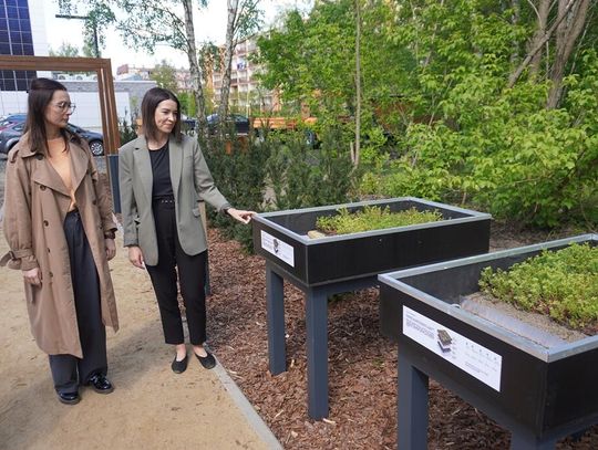 Ogród w stylu japońskim przy Akademii Bialskiej [GALERIA ZDJĘĆ]