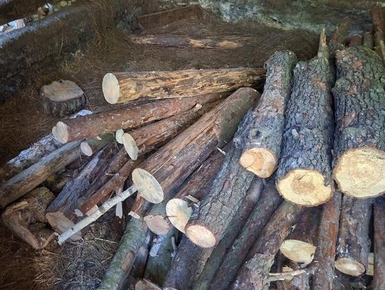 Piszczac. Wyrąbał i ukradł niemal 30 drzew