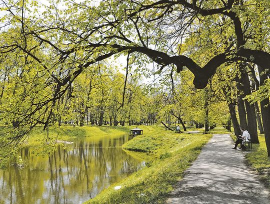 Planują wycinkę 50 drzew w parku. „Mieszkańcy nie zauważą zmiany”