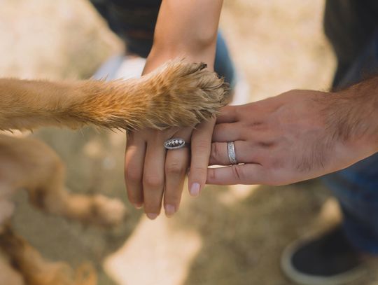 Platerów: gmina sfinansuje sterylizację i czipowanie zwierząt