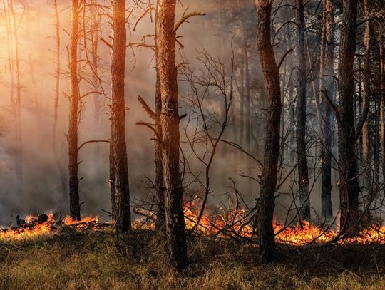 Płonie las w okolicach Hruda. "Święte Dęby" w niebezpieczeństwie