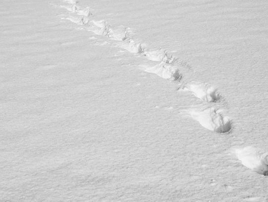 Po kolizji uciekł w pole. Policja wytropiła go po śladach Po kolizji uciekł w pole. Policja wytropiła go po śladach