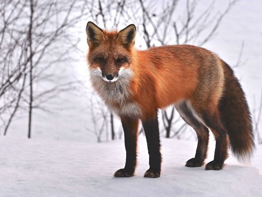 Pogoda na czwartek. Temperatura na minusie i lekkie opady śniegu