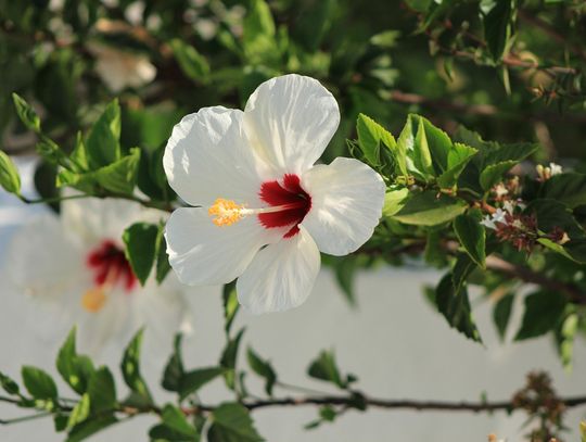 Pogoda na czwartek. Sprawdź, jaka będzie aura