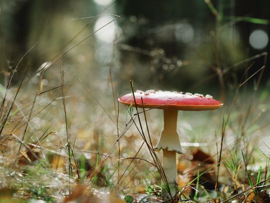 Pogoda na czwartek. Sprawdź, jaka będzie aura