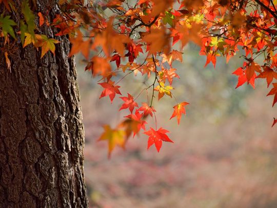 Pogoda na czwartek. Sprawdź, jaka będzie aura