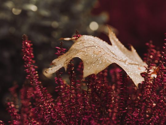 Pogoda na czwartek. Sprawdź, jaka będzie aura
