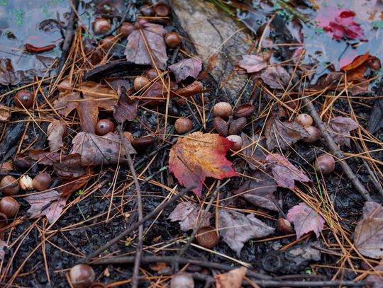 Pogoda na czwartek. Sprawdź, jaka będzie aura pogoda mżawka grudzień jesień zima deszcz