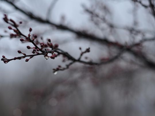 Pogoda na czwartek. Sprawdź, jaka będzie aura Pogoda na czwartek. Sprawdź, jaka będzie aura