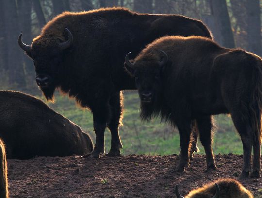 Pogoda na czwartek. Sprawdź, jaka będzie jutro aura