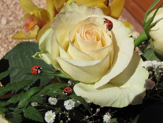 Region. Sprawdź, jaka będzie aura