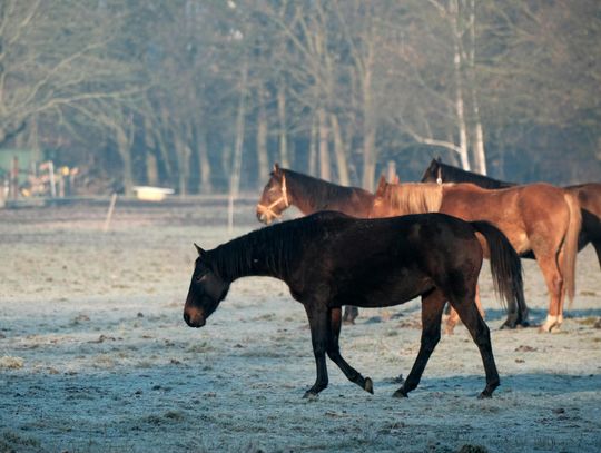 Pogoda na czwartek. Sprawdź, jaka będzie aura Pogoda na czwartek. Sprawdź, jaka będzie aura