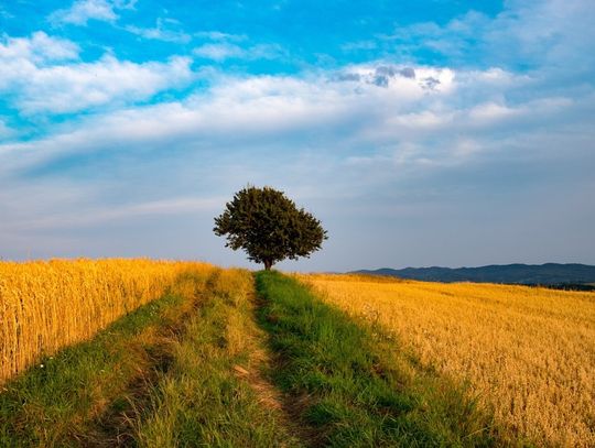 Pogoda na czwartek. Sprawdź, jaka czeka nas aura!