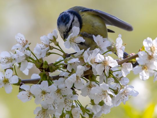 Pogoda na czwartek. Sprawdź, jaka będzie aura