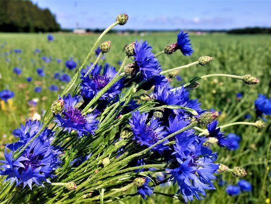 Prognoza pogody na piątek. Sprawdź, jaka aura nas czeka