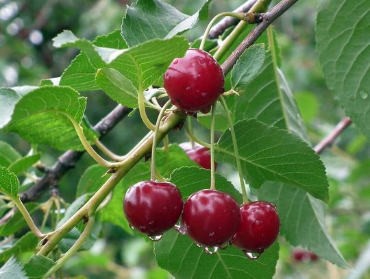 Pogoda na piątek Sprawdź, jaka aura nas czeka