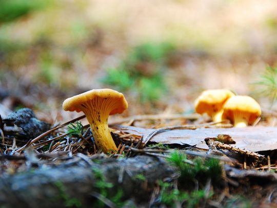 Pogoda na piątek. Sprawdź, jaka będzie aura