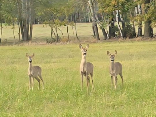 Pogoda na piątek. Sprawdź, jaka będzie aura