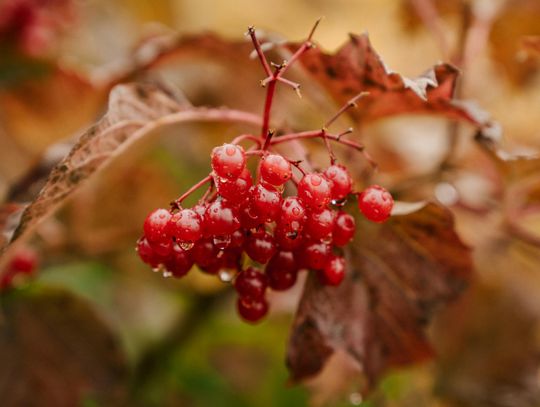 Pogoda na piątek. Sprawdź, jaka będzie aura