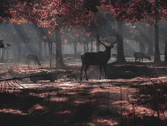 Pogoda na piątek. Sprawdź, jaka będzie aura