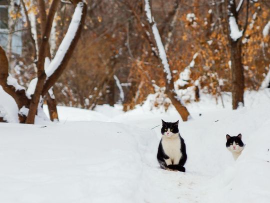 Pogoda na piątek. Sprawdź, jaka będzie aura Pogoda na piątek. Sprawdź, jaka będzie aura