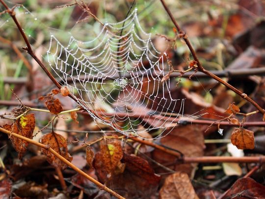 Pogoda na piątek. Sprawdź jakie są prognozy