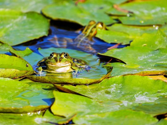 Pogoda na poniedziałek. Napłynie polarno-morskie powietrze
