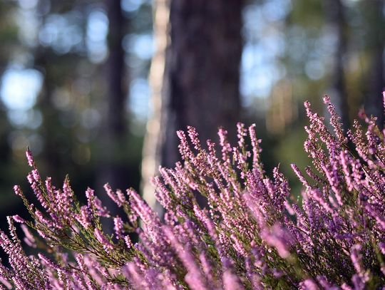 Pogoda na poniedziałek. Sprawdź, jaka będzie aura
