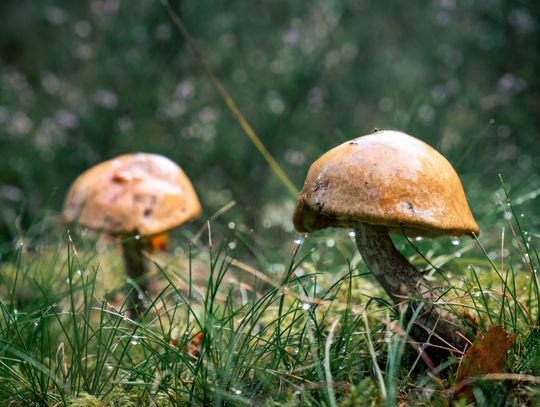 Pogoda na poniedziałek. Sprawdź, jaka będzie aura