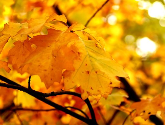 Pogoda na poniedziałek. Sprawdź, jaka będzie aura