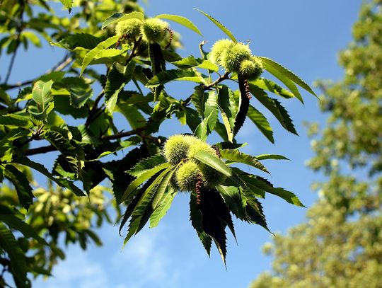 Pogoda na poniedziałek. Sprawdź, jaka będzie jutro aura