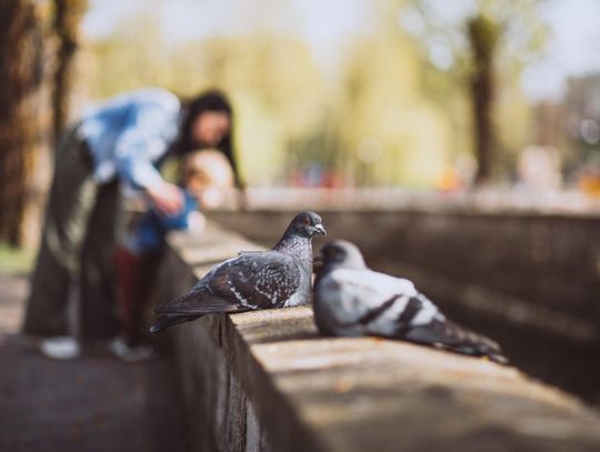 Pogoda na poniedziałek. Sprawdź, jaka będzie jutro aura