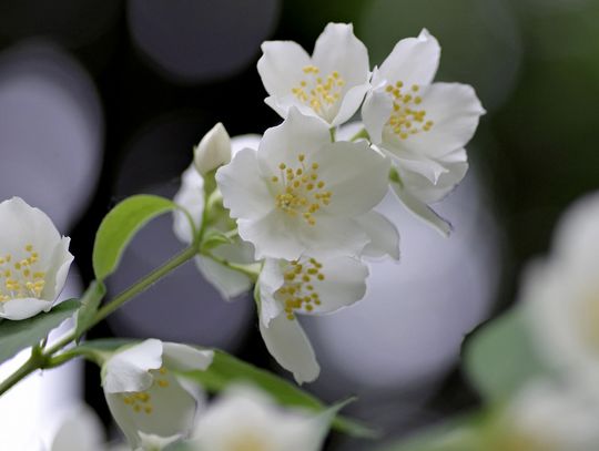 Pogoda na poniedziałek. Sprawdź, jaki będzie początek tygodnia