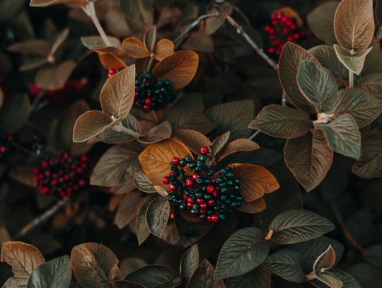 Pogoda na środę. Jesień w pełni!