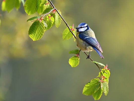 Pogoda na środę. Sprawdź, jaka aura nas czeka