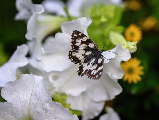 Pogoda na środę. Sprawdź jaka będzie aura